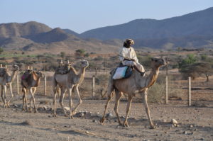 camel train heading home after Keren’s camel market