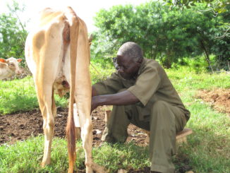 Man miking cow in Busia, Kenya