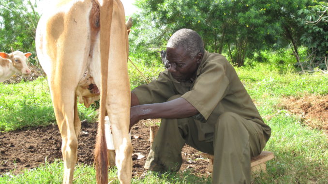 Man miking cow in Busia, Kenya