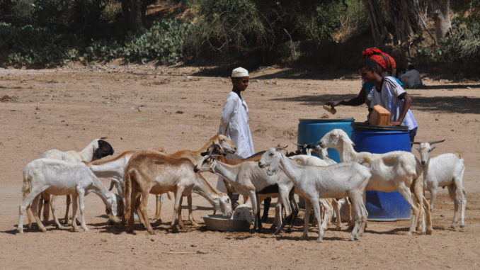 Goat herd being fed