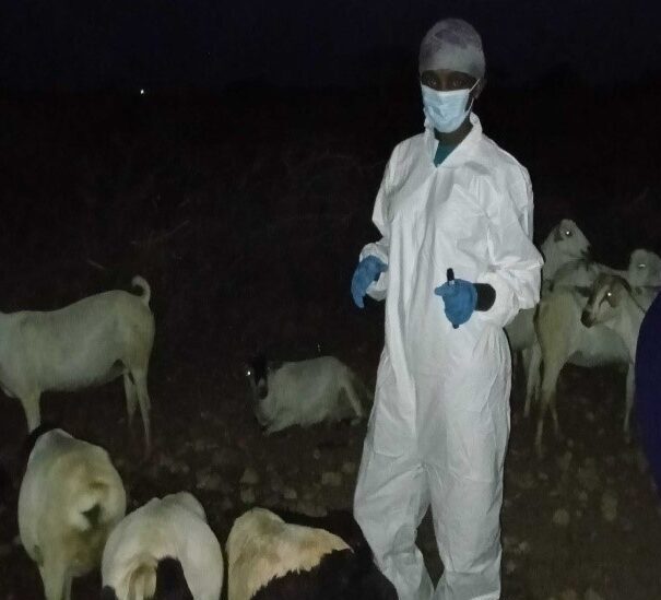 Figure 2 Sheep and goats being sampled at night after they came